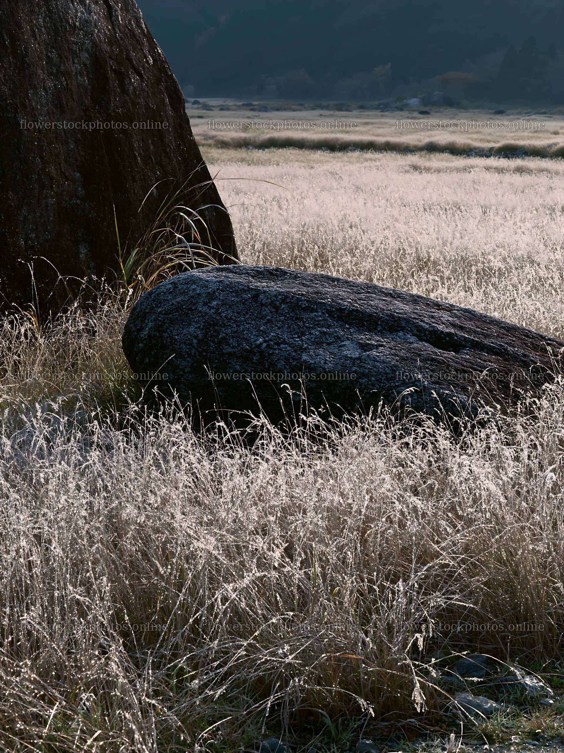 Nagano drought resilient meadow granite boulder – flower stock photos 6866x9174