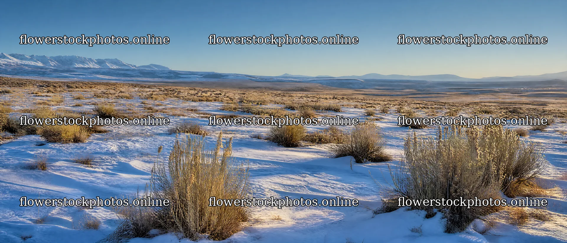 Seedhead meadow with snow and mountains in the background – flower stock photos 12116x5200