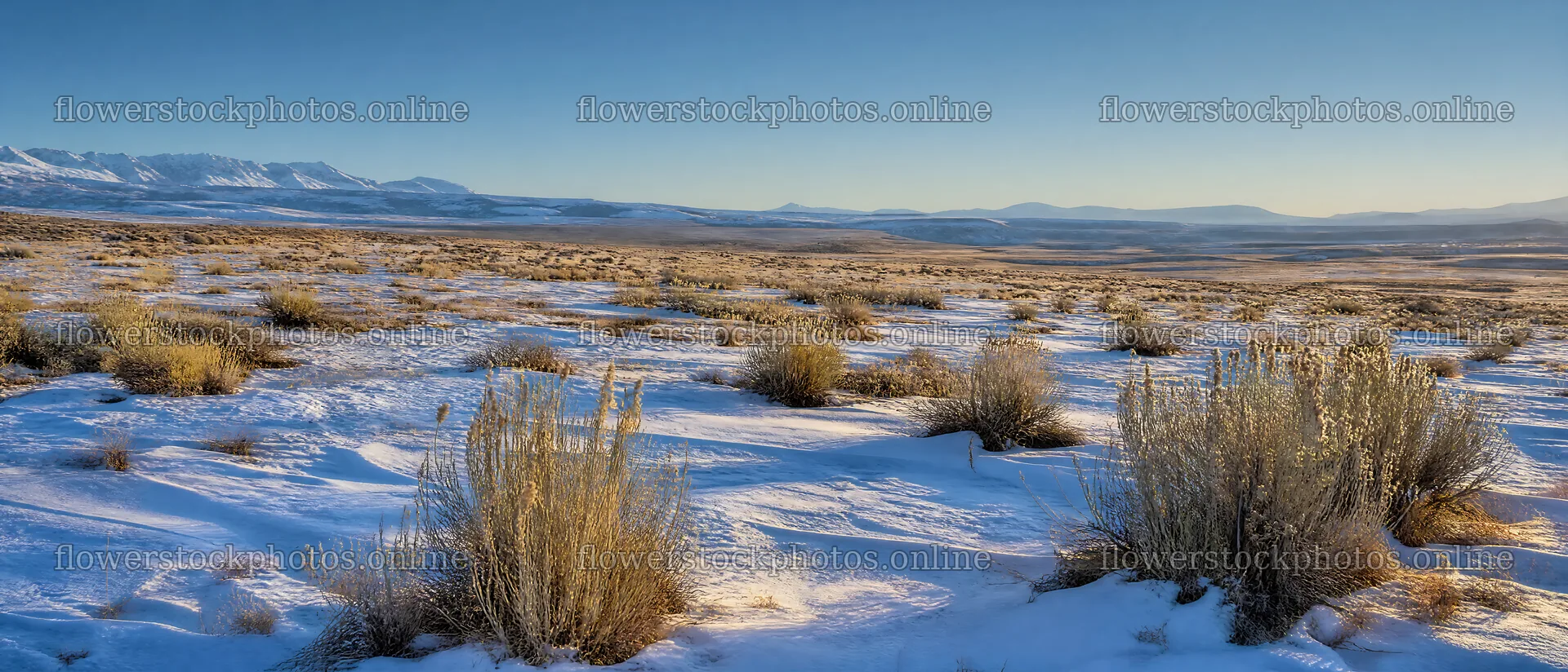 Seedhead meadow with snow and mountains in the background – flower stock photos 12116x5200