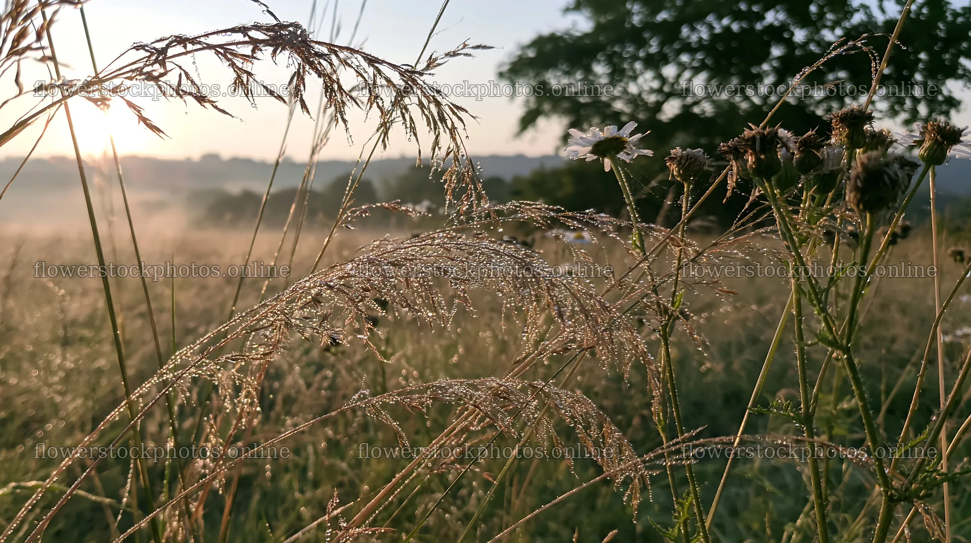 Meadow grass seedheads in early morning light – flower stock photos 10608x5938
