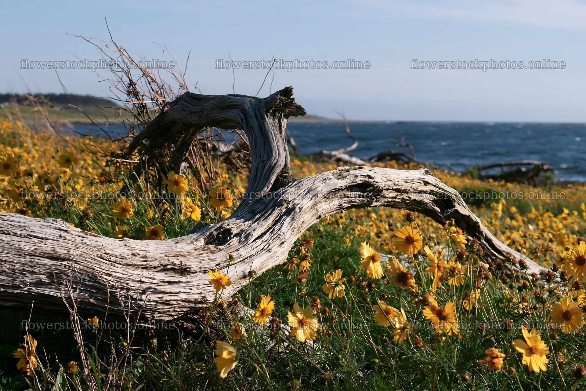 Chiba coastal climate meadow driftwood foreground with flowers – flower stock photos 9722x6480