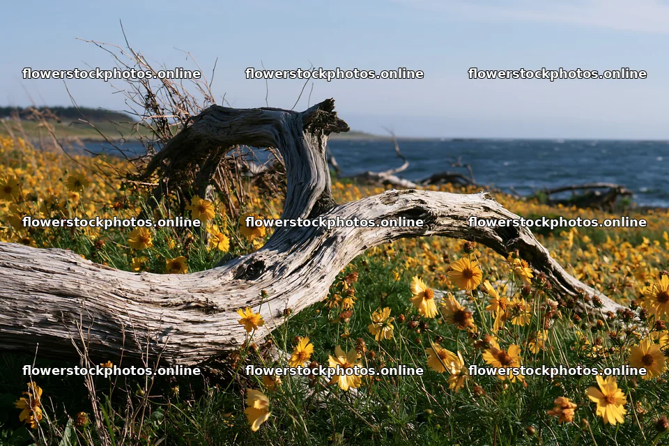 Chiba coastal climate meadow driftwood foreground with flowers – flower stock photos 9722x6480