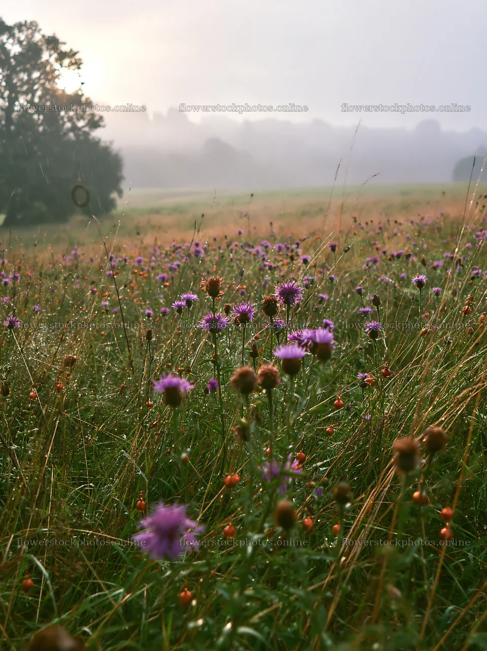 Open Christmas meadow filled with winter grasses and baubles – flower stock photos 6866x9174
