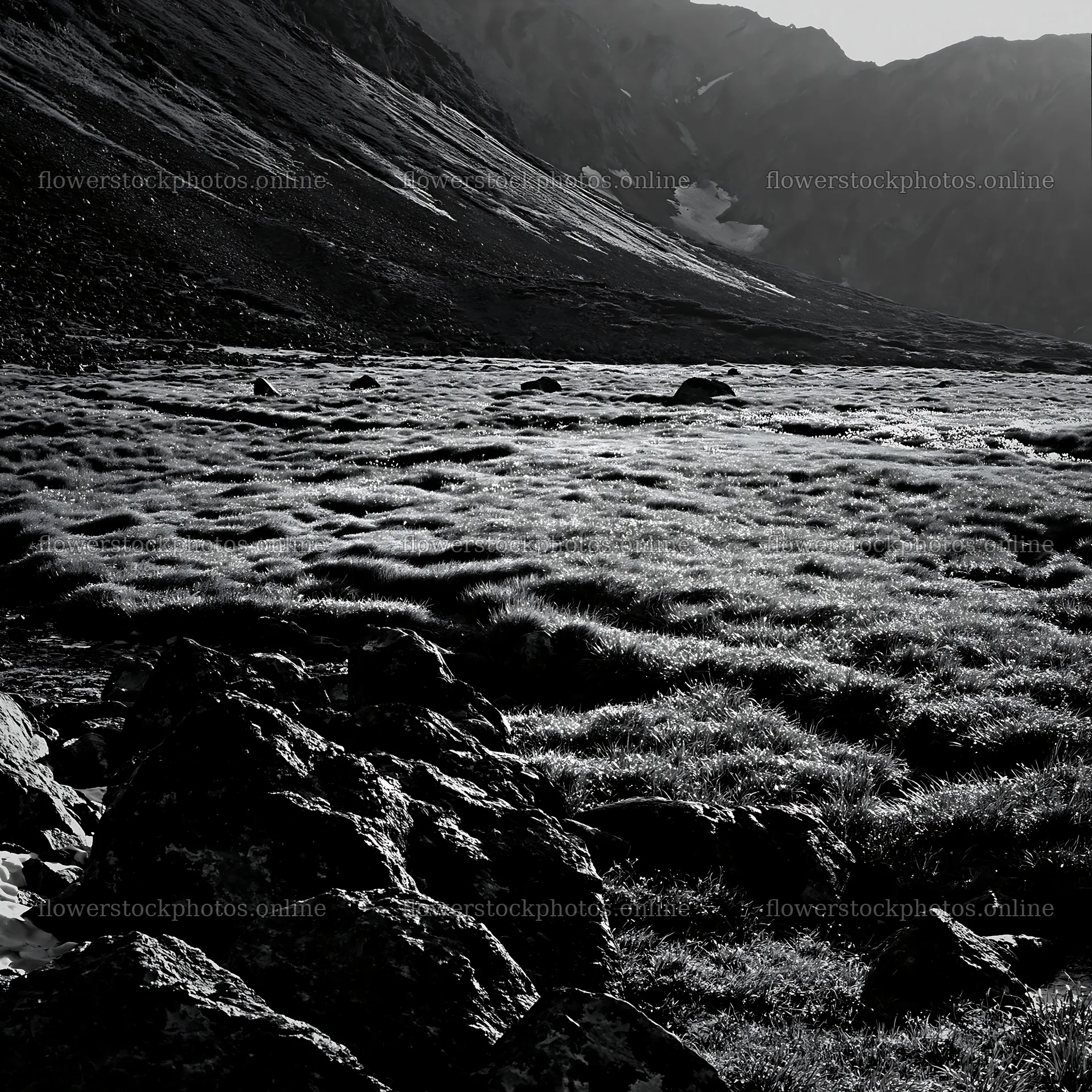Toyama alpine meadow snowmelt rock foreground – flower stock photos 7938x7938