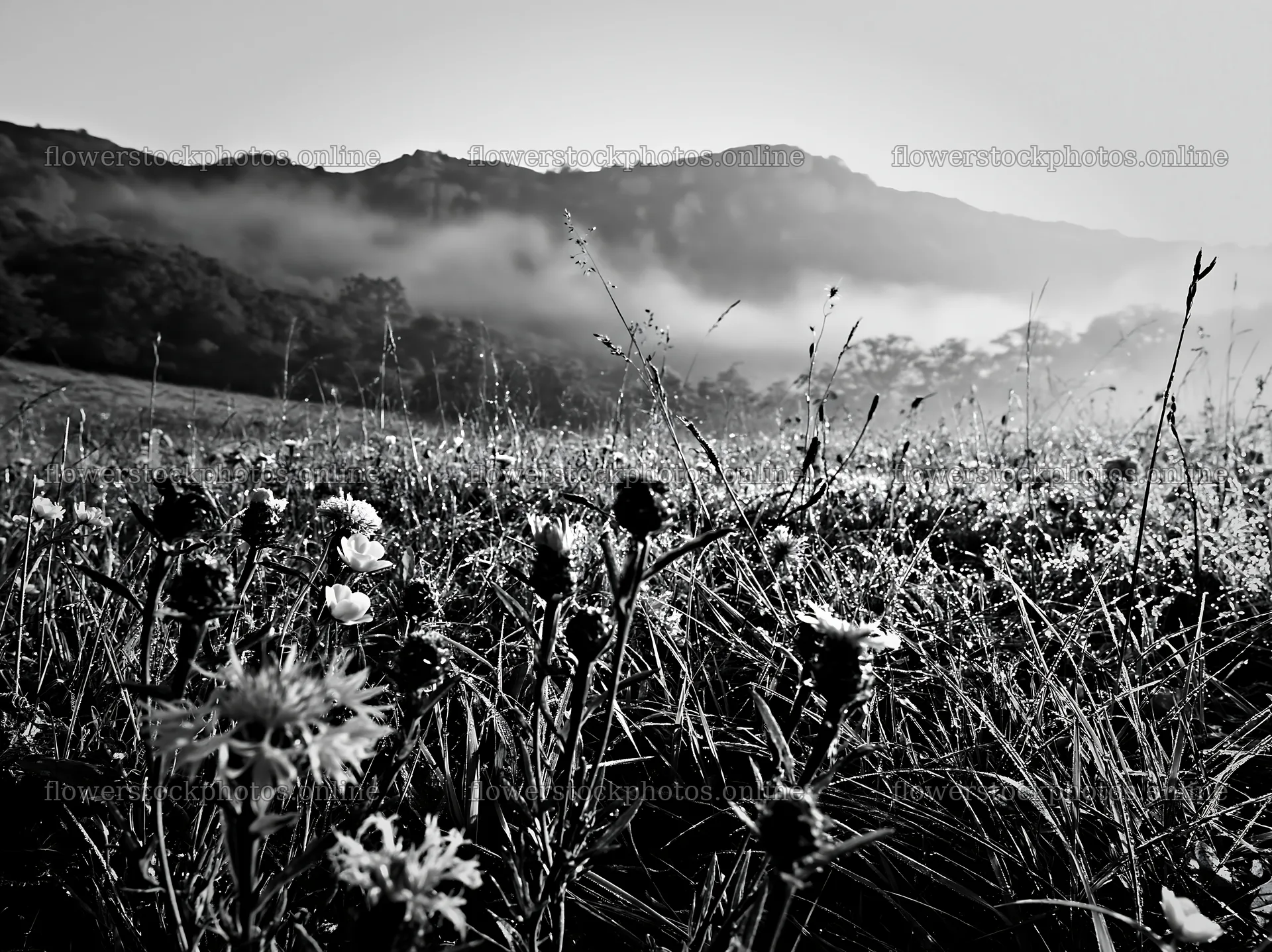 Knapweed blooms in a misty meadow at dawn – flower stock photos 9174x6866