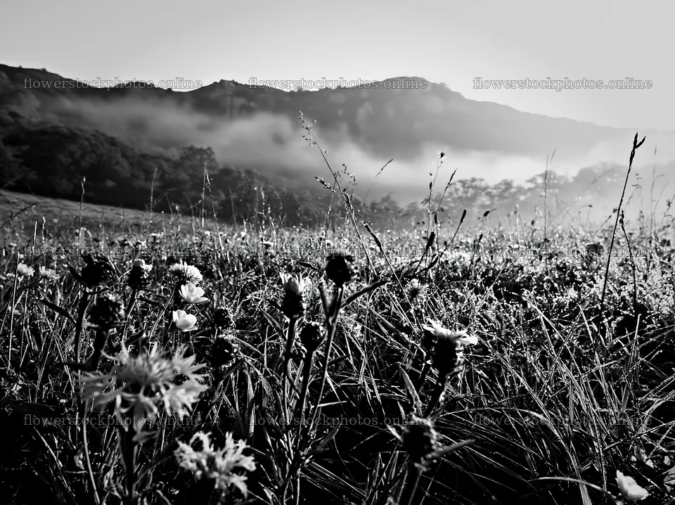 Knapweed blooms in a misty meadow at dawn – flower stock photos 9174x6866