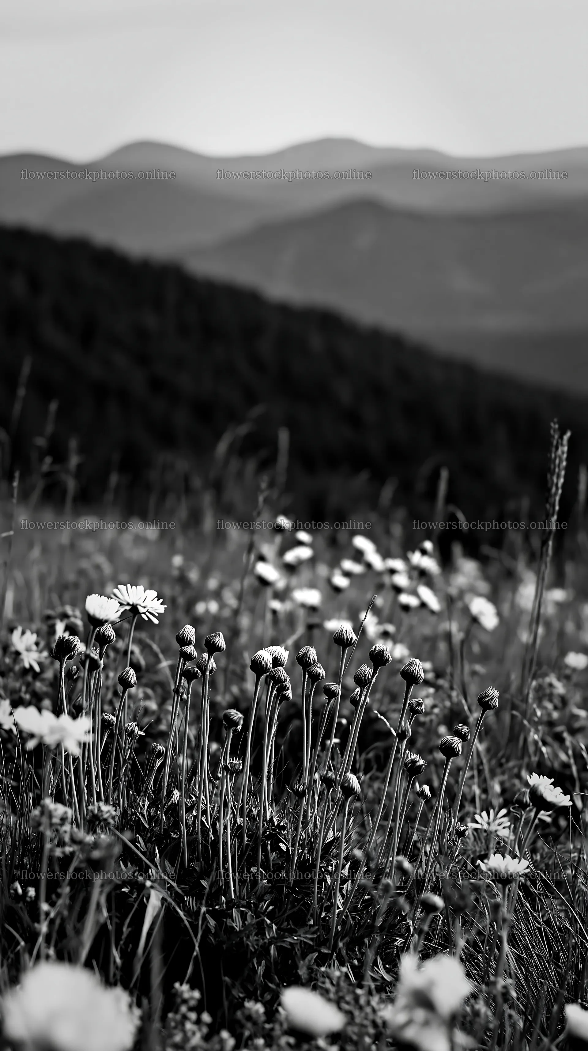 Spring meadow with wildflowers and distant mountains – flower stock photos 5938x10608