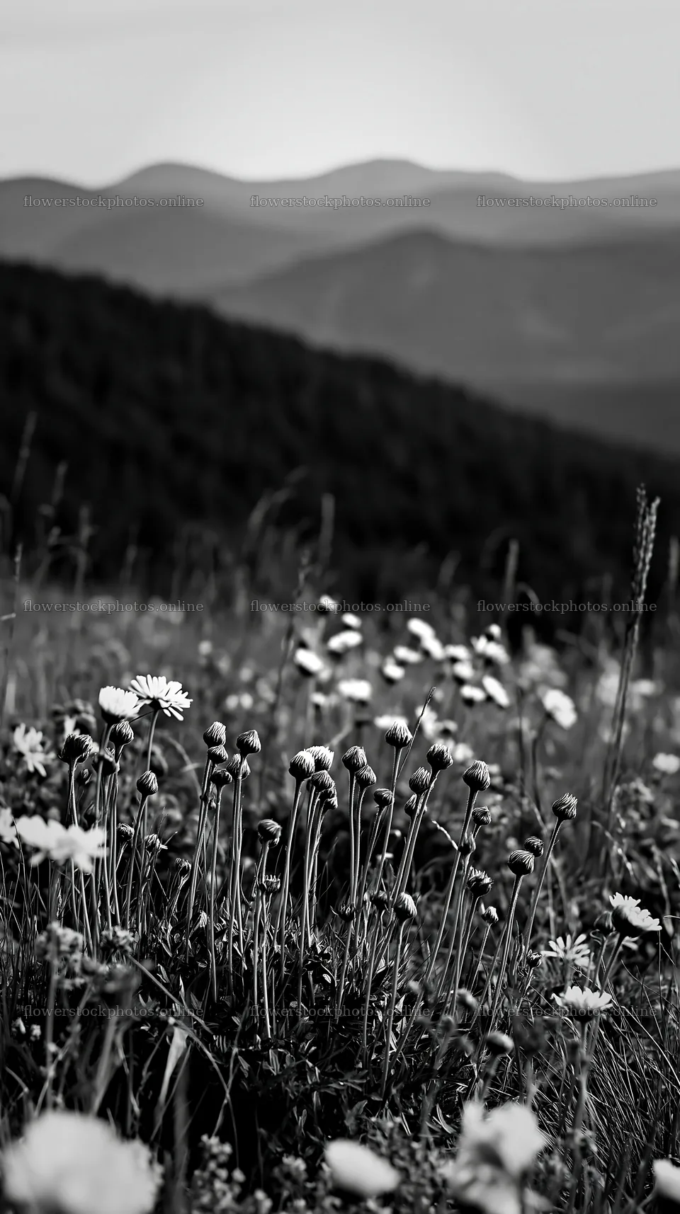 Spring meadow with wildflowers and distant mountains – flower stock photos 5938x10608