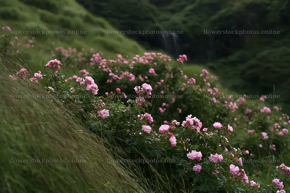 Meadow of roses beside hidden waterfall – flower stock photos 9722x6480