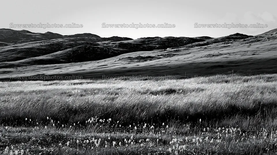 Regenerative meadow landscape with hills in monochrome – flower stock photos 10608x5938