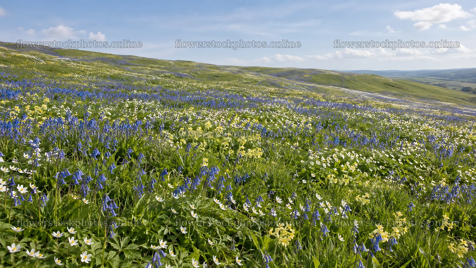 Spring Flowers Bloom Across a Rolling Hillside – flower stock photos 10324x5812