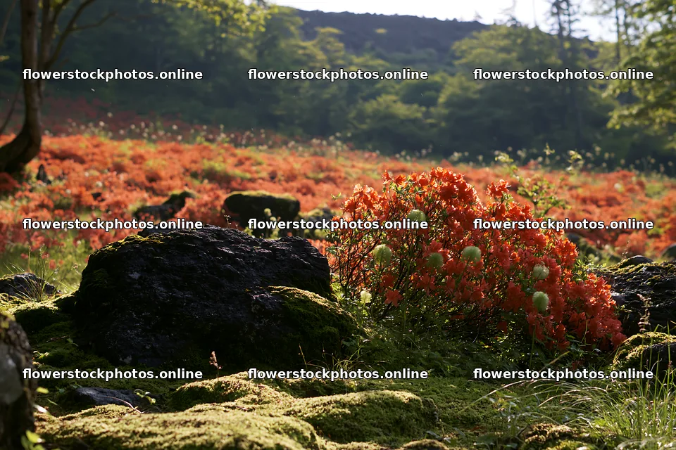 Miyagi spring recovery meadow mossy stone with vibrant flowers – flower stock photos 9722x6480