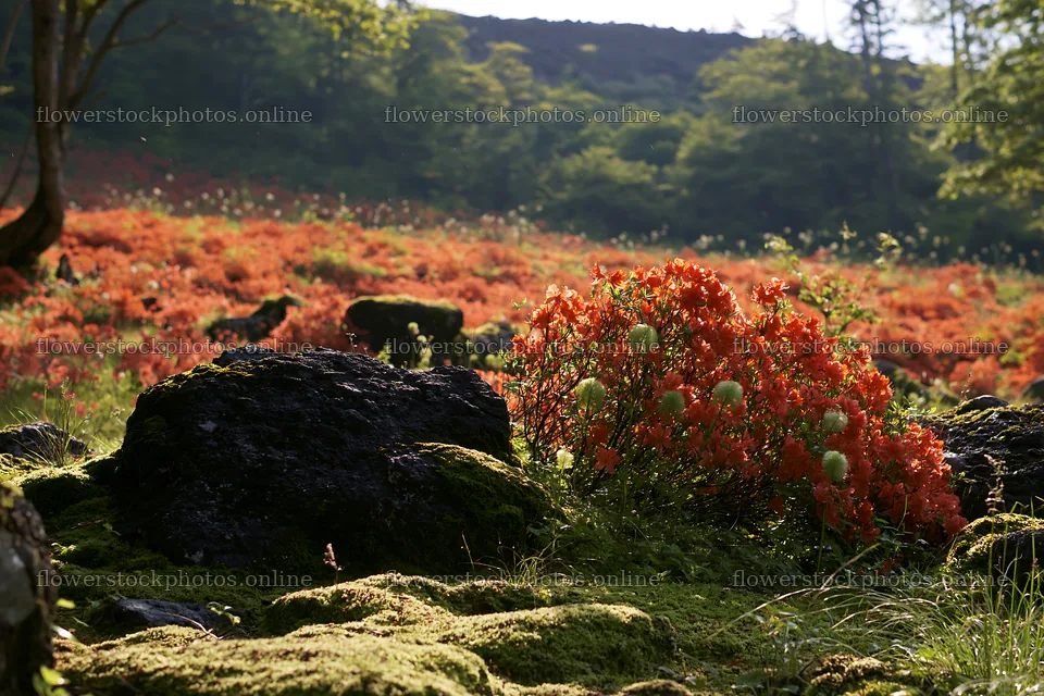 Miyagi spring recovery meadow mossy stone with vibrant flowers – flower stock photos 9722x6480