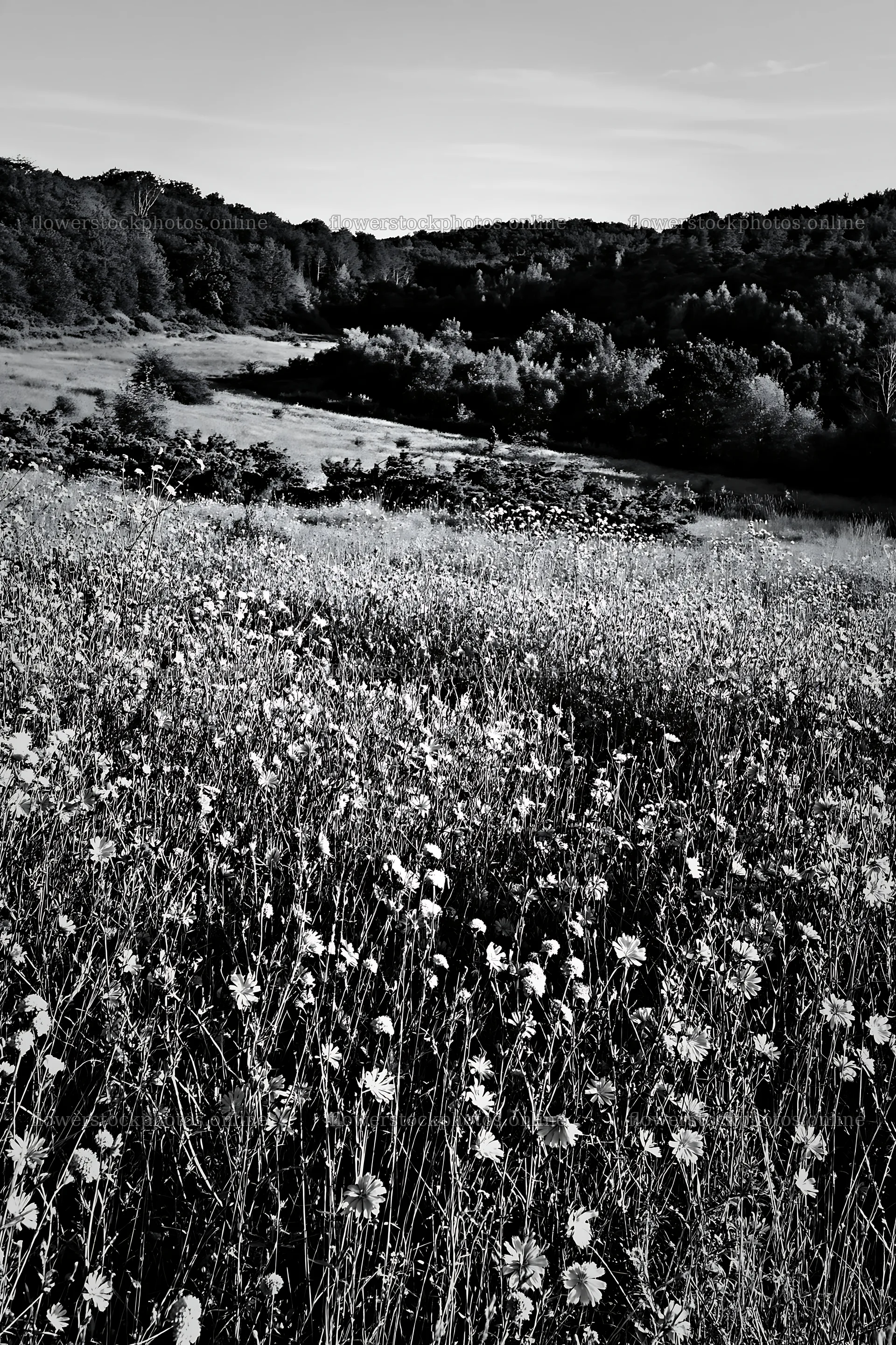 Sainfoin chicory meadow with flowering plants in black and white – flower stock photos 6480x9722