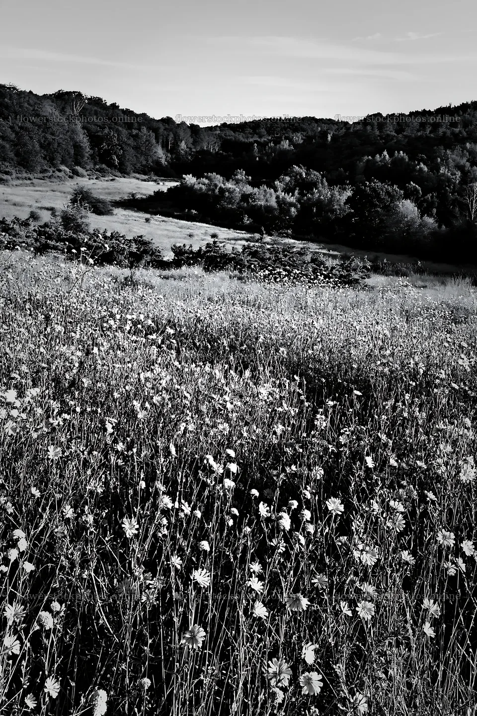 Sainfoin chicory meadow with flowering plants in black and white – flower stock photos 6480x9722