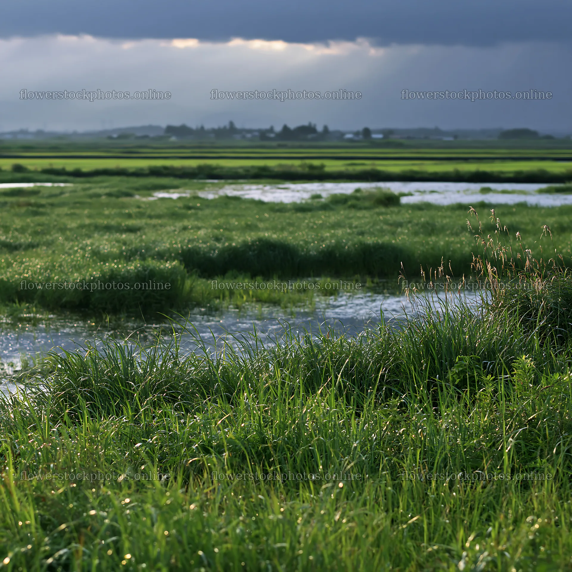 Niigata floodplain restoration meadow dew foreground – flower stock photos 7938x7938