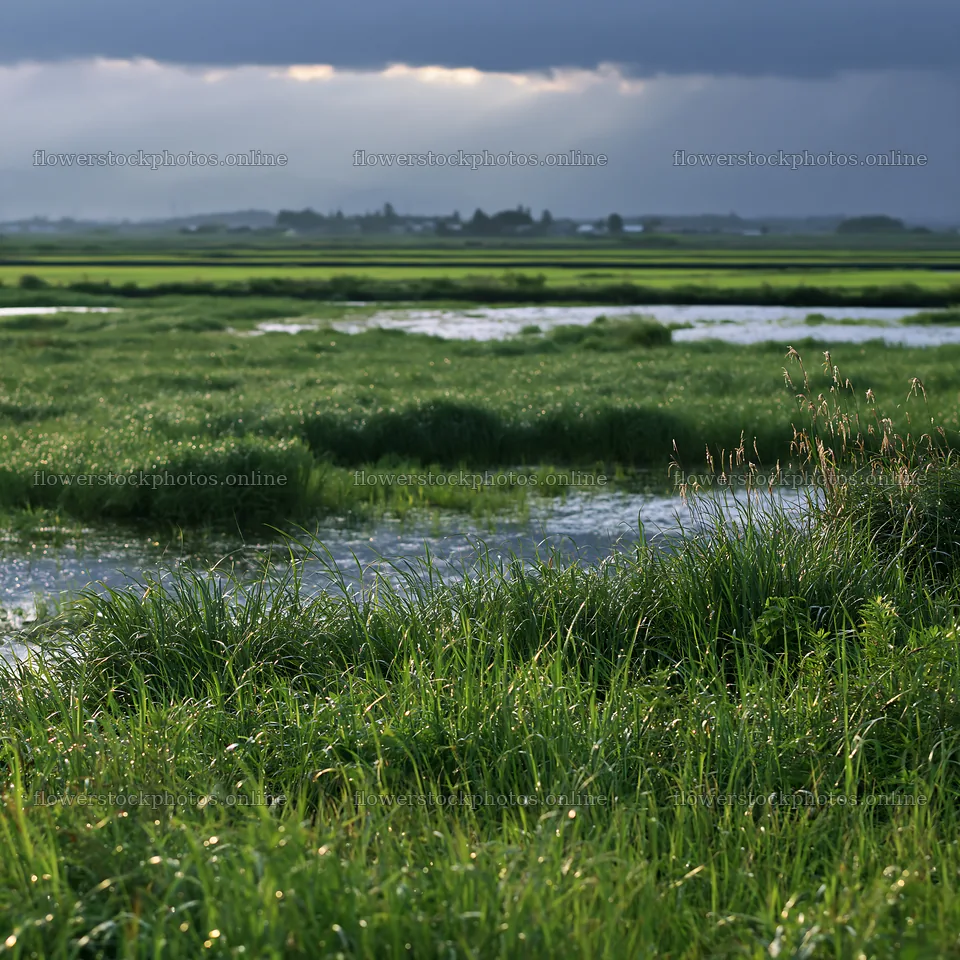 Niigata floodplain restoration meadow dew foreground – flower stock photos 7938x7938