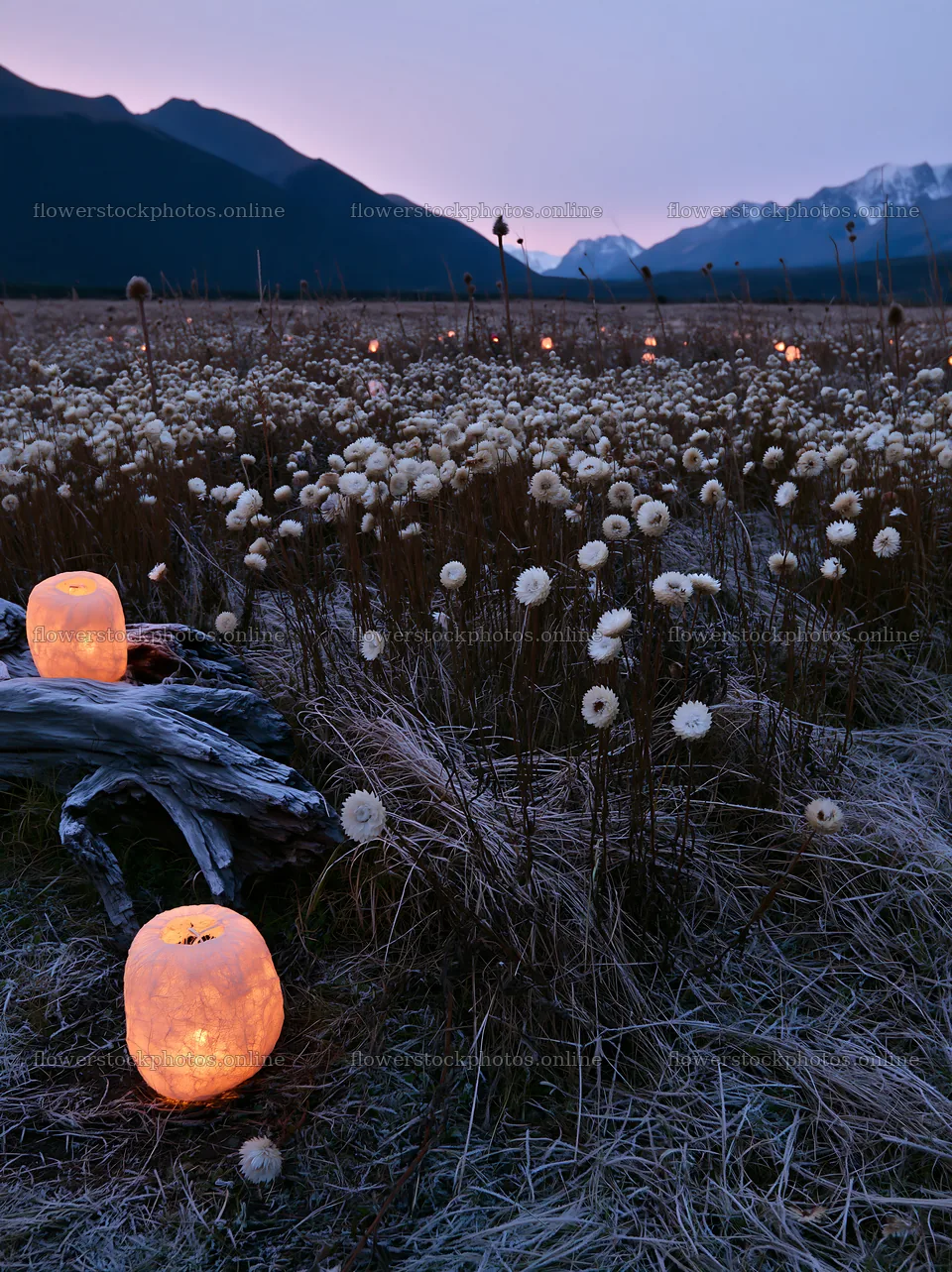 Frosty meadow with lanterns and seedheads at twilight – flower stock photos 6866x9174