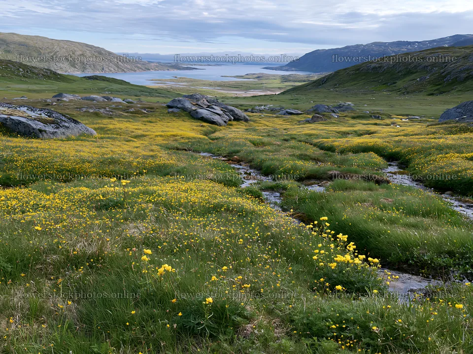 Fjord meadow with flowers and stream by the water – flower stock photos 9174x6866