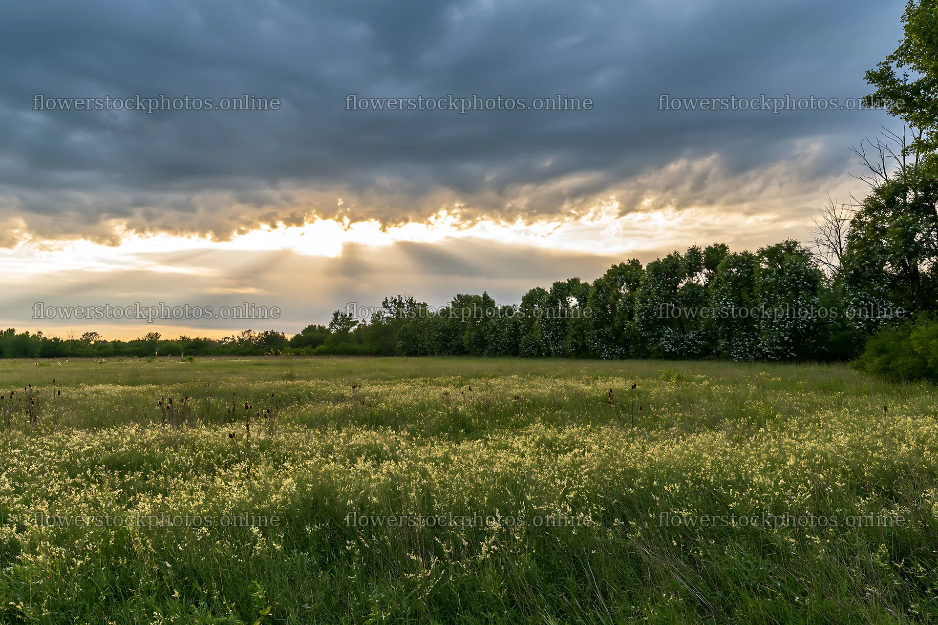 Christmas wreaths in meadow under dramatic clouds and rays – flower stock photos 9722x6480