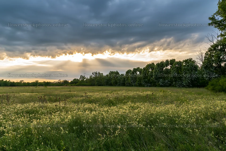 Christmas wreaths in meadow under dramatic clouds and rays – flower stock photos 9722x6480
