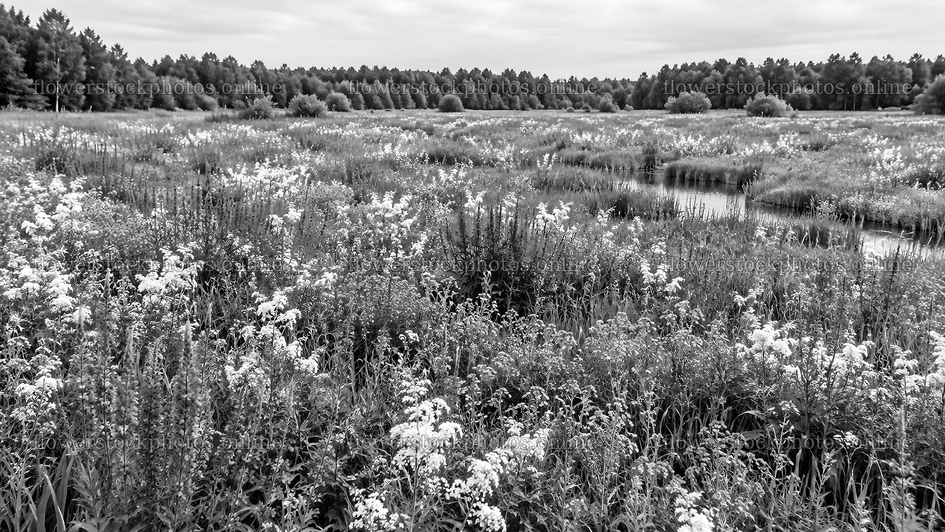Monochrome Forest Edge and Flowering Wet Meadow – flower stock photos 10324x5812