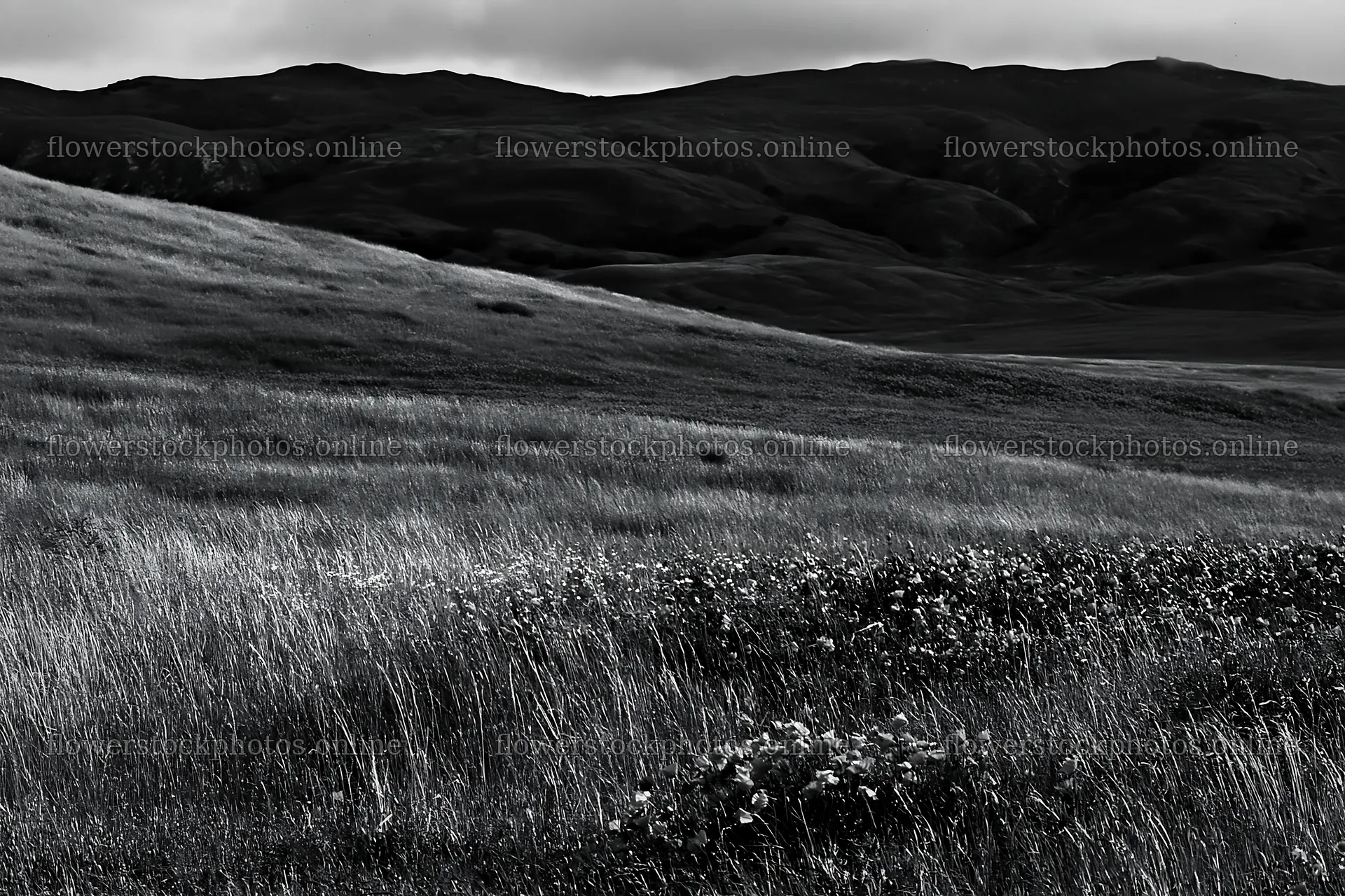 Cloudy foothill meadow with grass and distant hills – flower stock photos 9722x6480