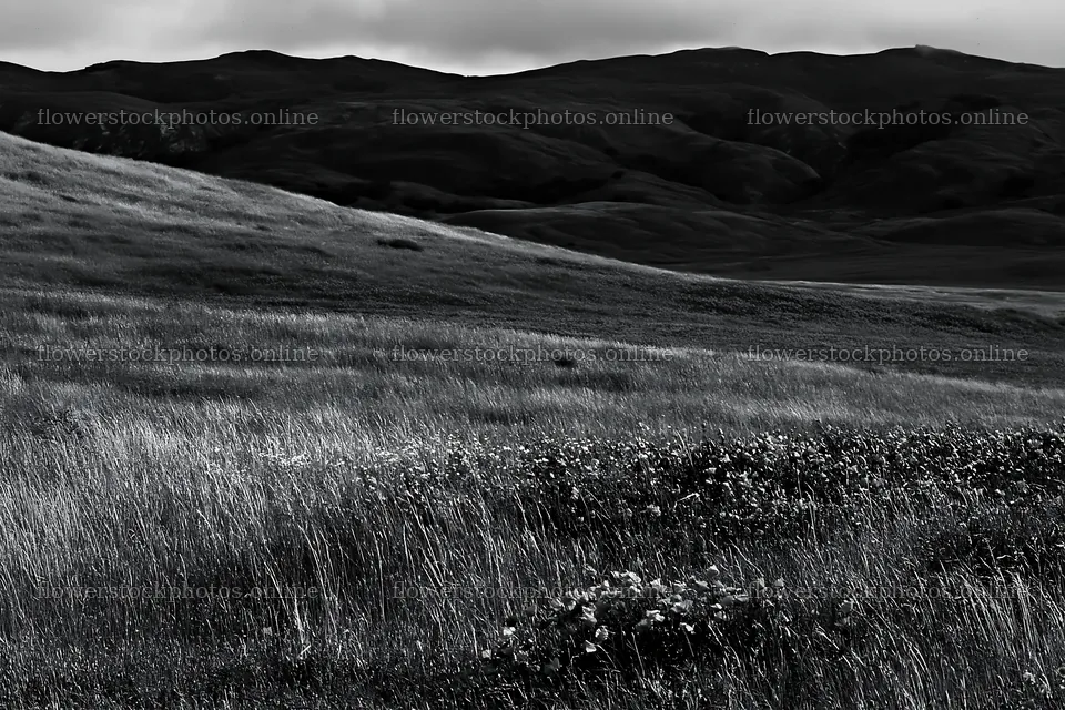 Cloudy foothill meadow with grass and distant hills – flower stock photos 9722x6480