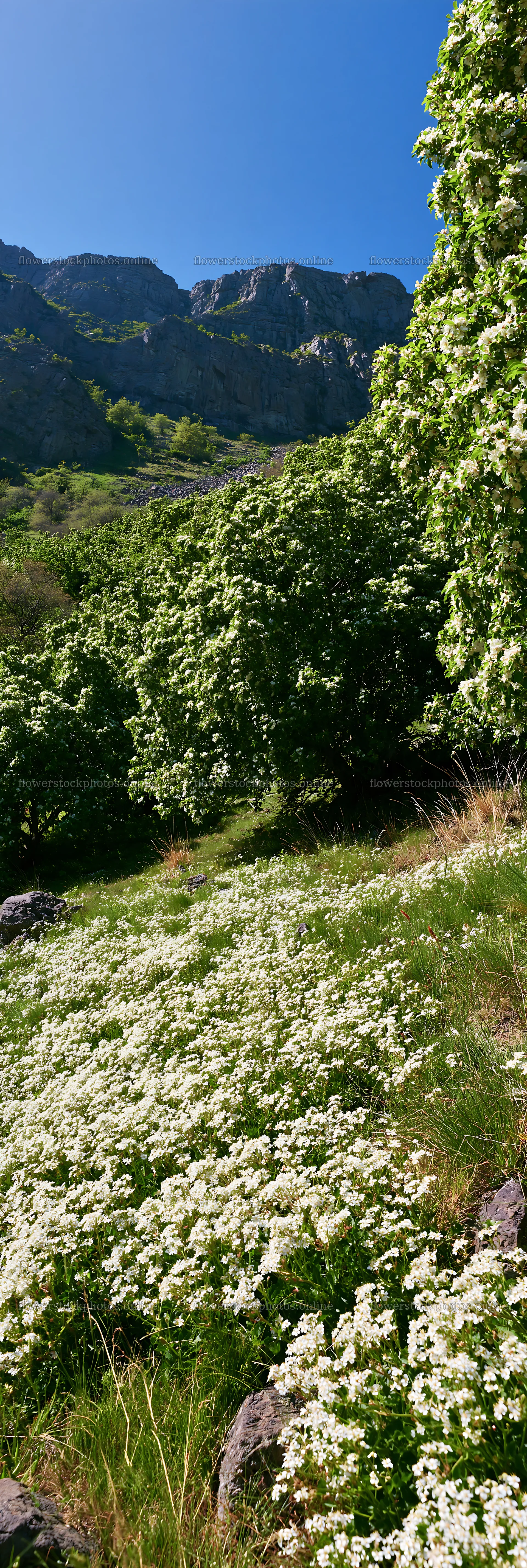 Valley apple meadow with greenery and mountain backdrop – flower stock photos 4602x13690