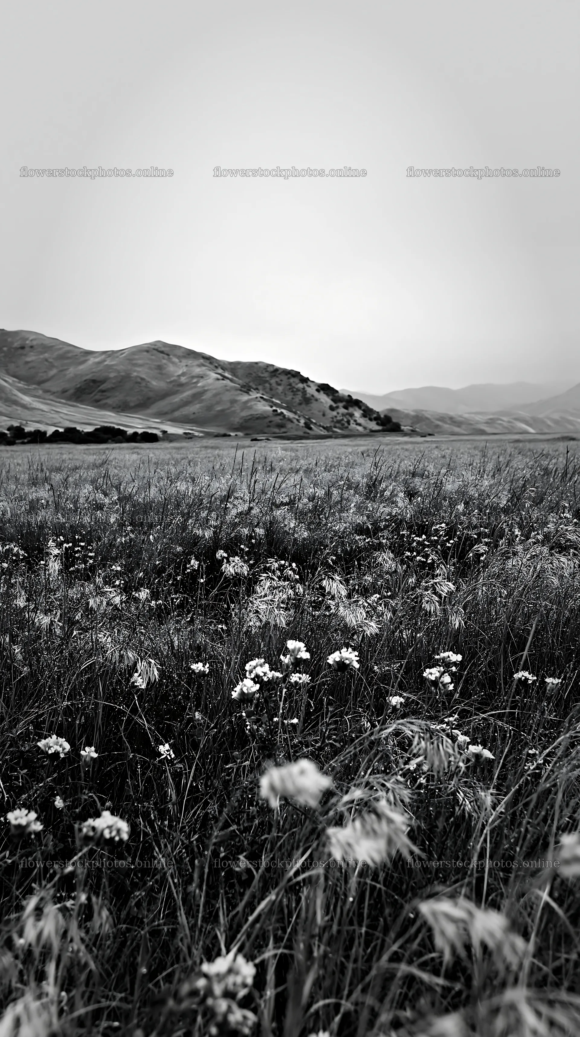 Rainy valley meadow with distant hills and wildflowers – flower stock photos 5938x10608