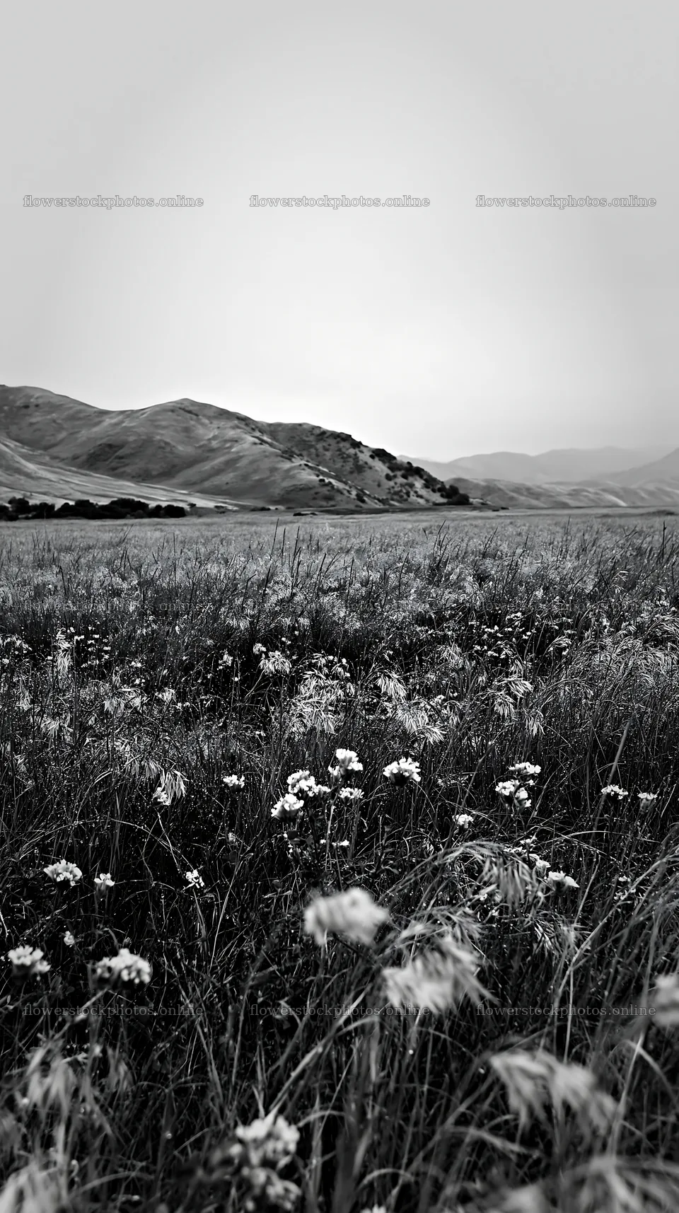 Rainy valley meadow with distant hills and wildflowers – flower stock photos 5938x10608