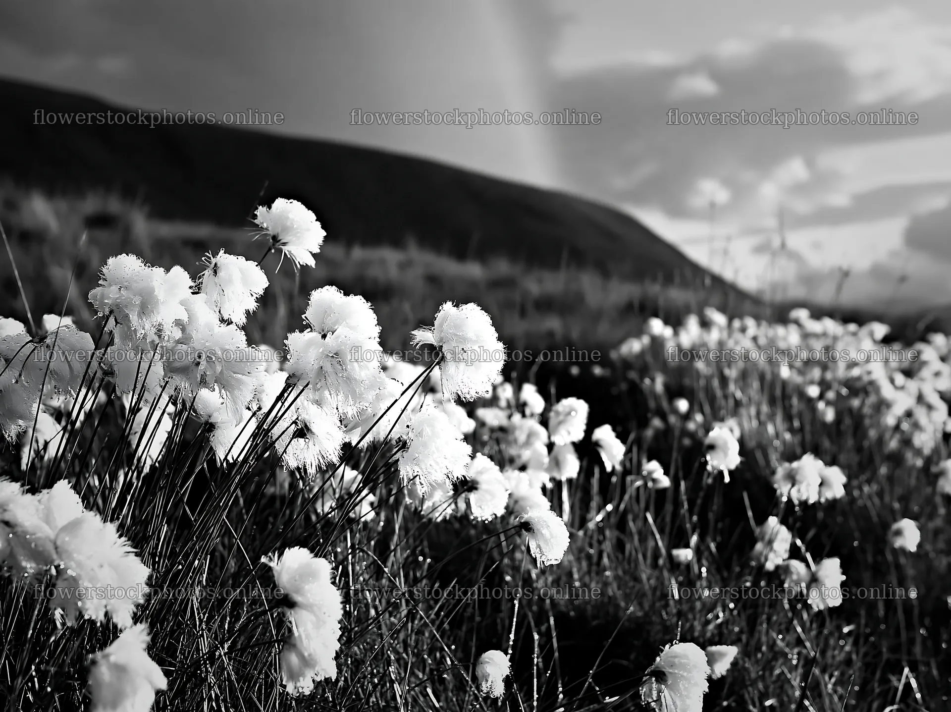Cottongrass meadow with glow under cloudy sky – flower stock photos 9174x6866