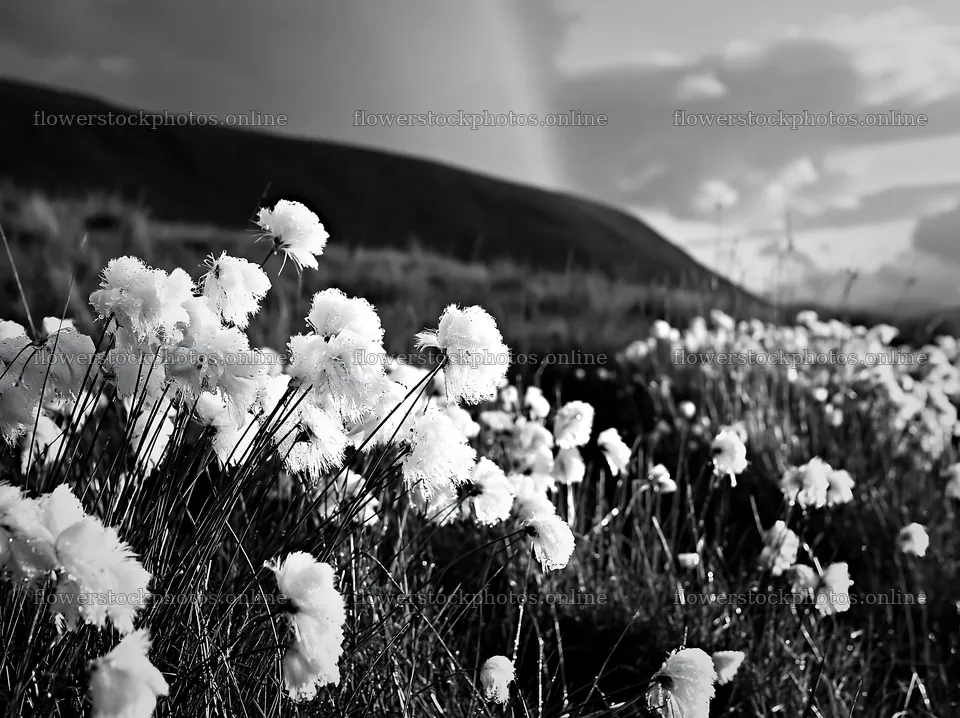 Cottongrass meadow with glow under cloudy sky – flower stock photos 9174x6866