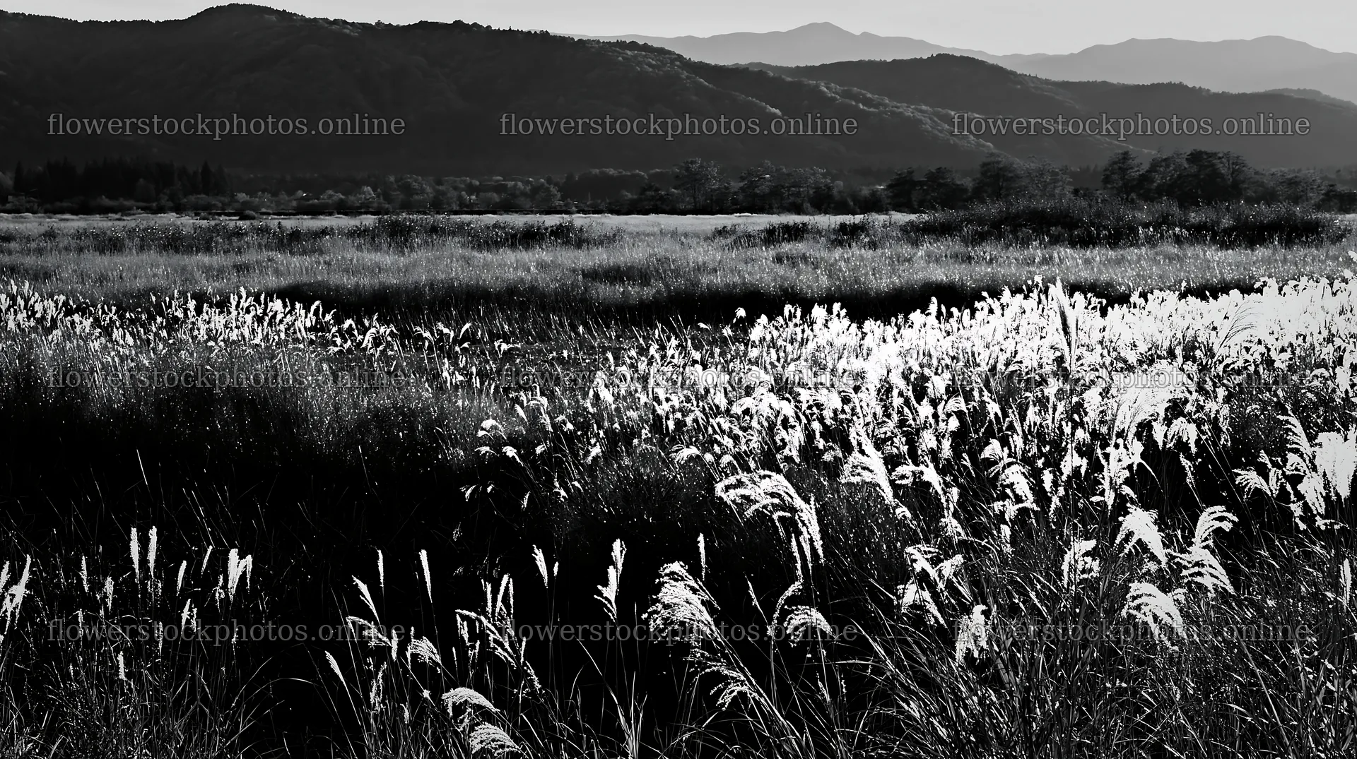 Shiga wetland meadow climate adaptation reeds under sunlight – flower stock photos 10608x5938