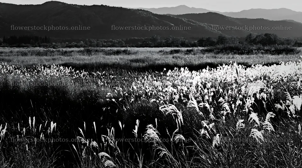 Shiga wetland meadow climate adaptation reeds under sunlight – flower stock photos 10608x5938