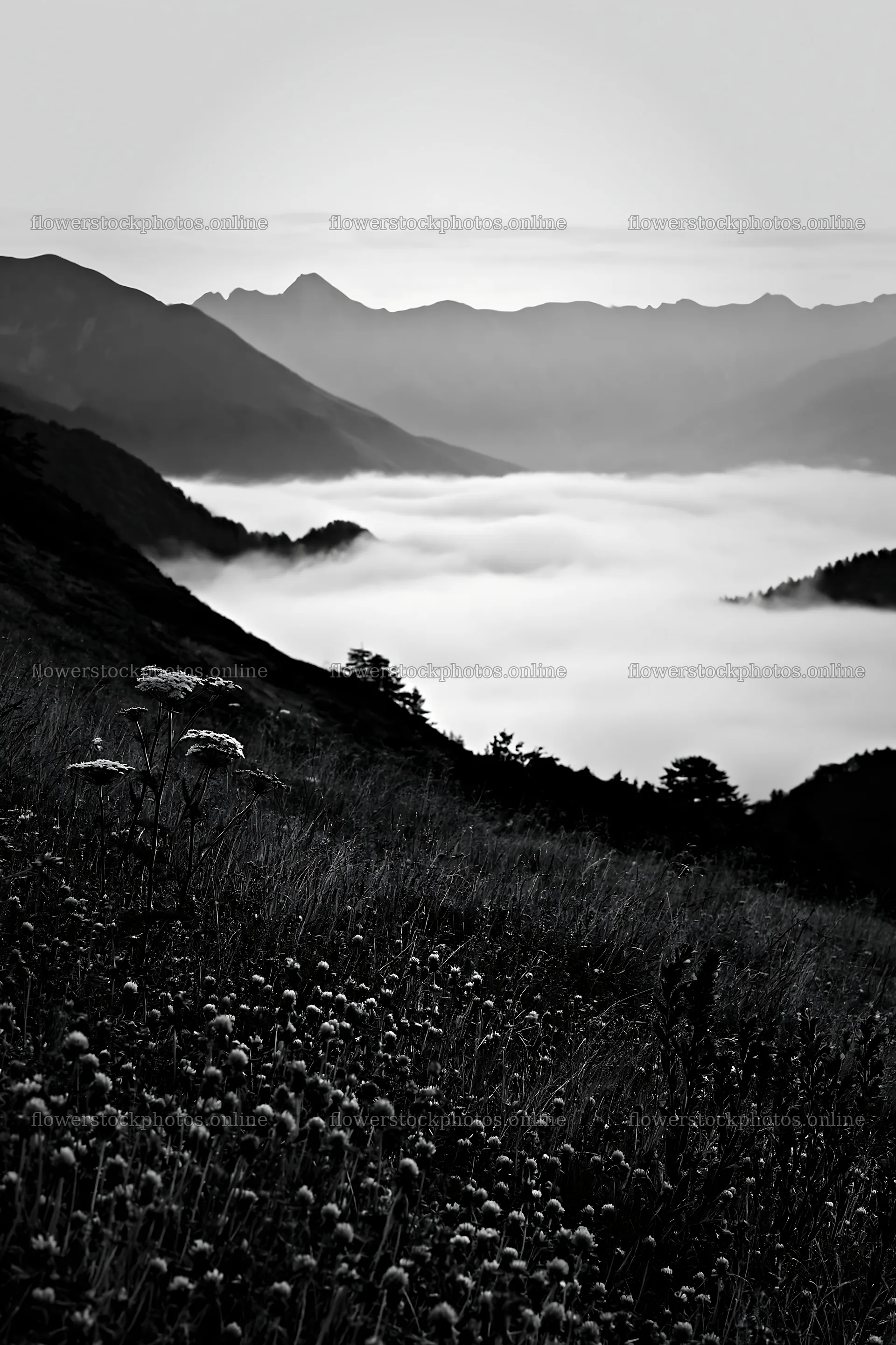 Clover speedwell meadow in the mountains with fog – flower stock photos 6480x9722
