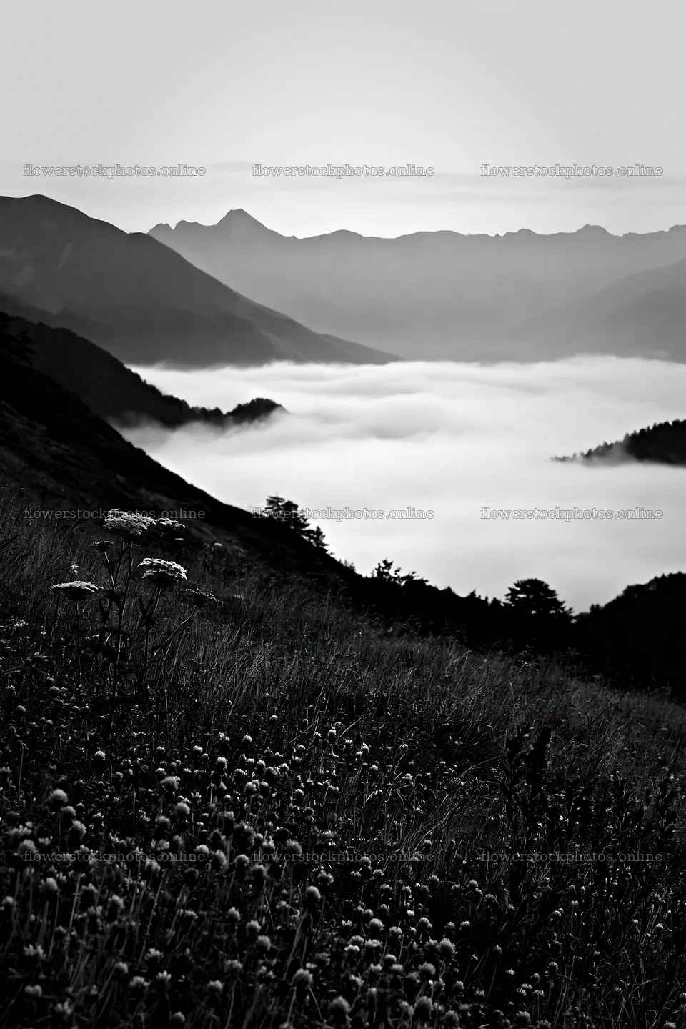 Clover speedwell meadow in the mountains with fog – flower stock photos 6480x9722