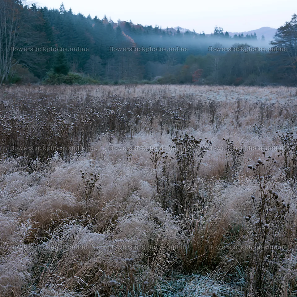 Frosty autumn meadow in the early morning light – flower stock photos 7938x7938