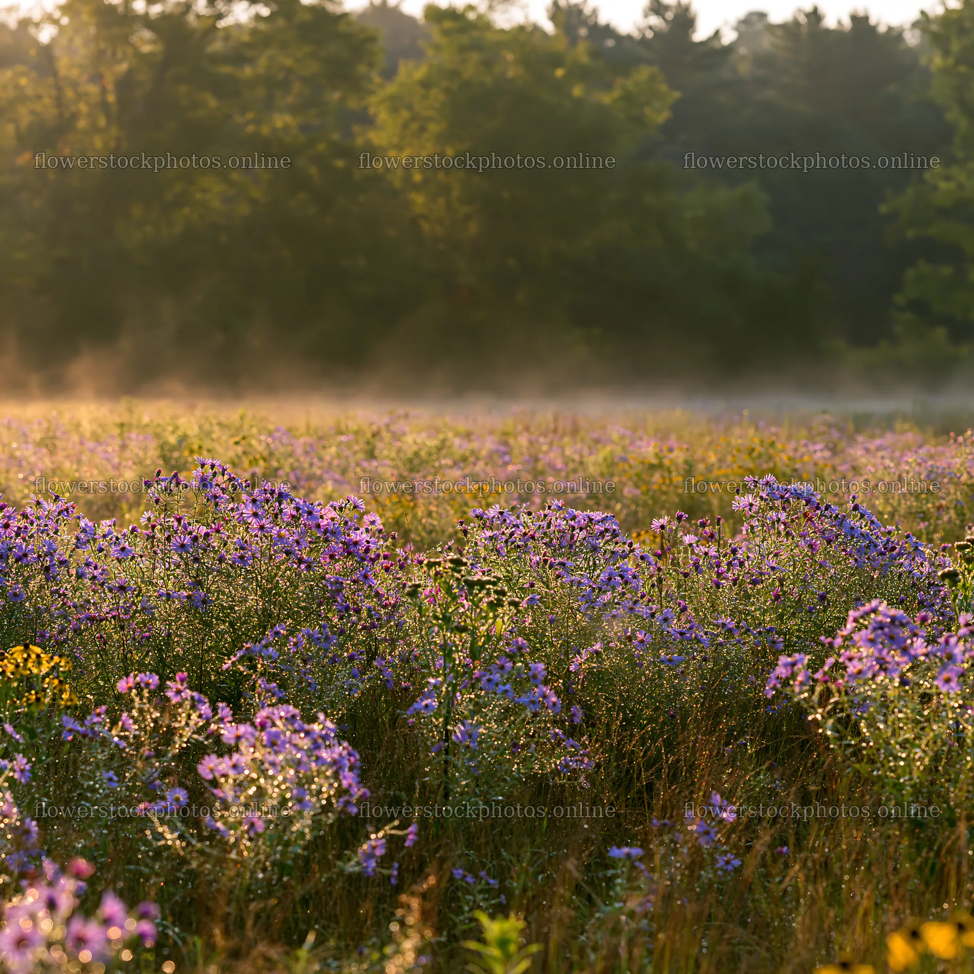 Colorful aster meadow in the morning light – flower stock photos 7938x7938