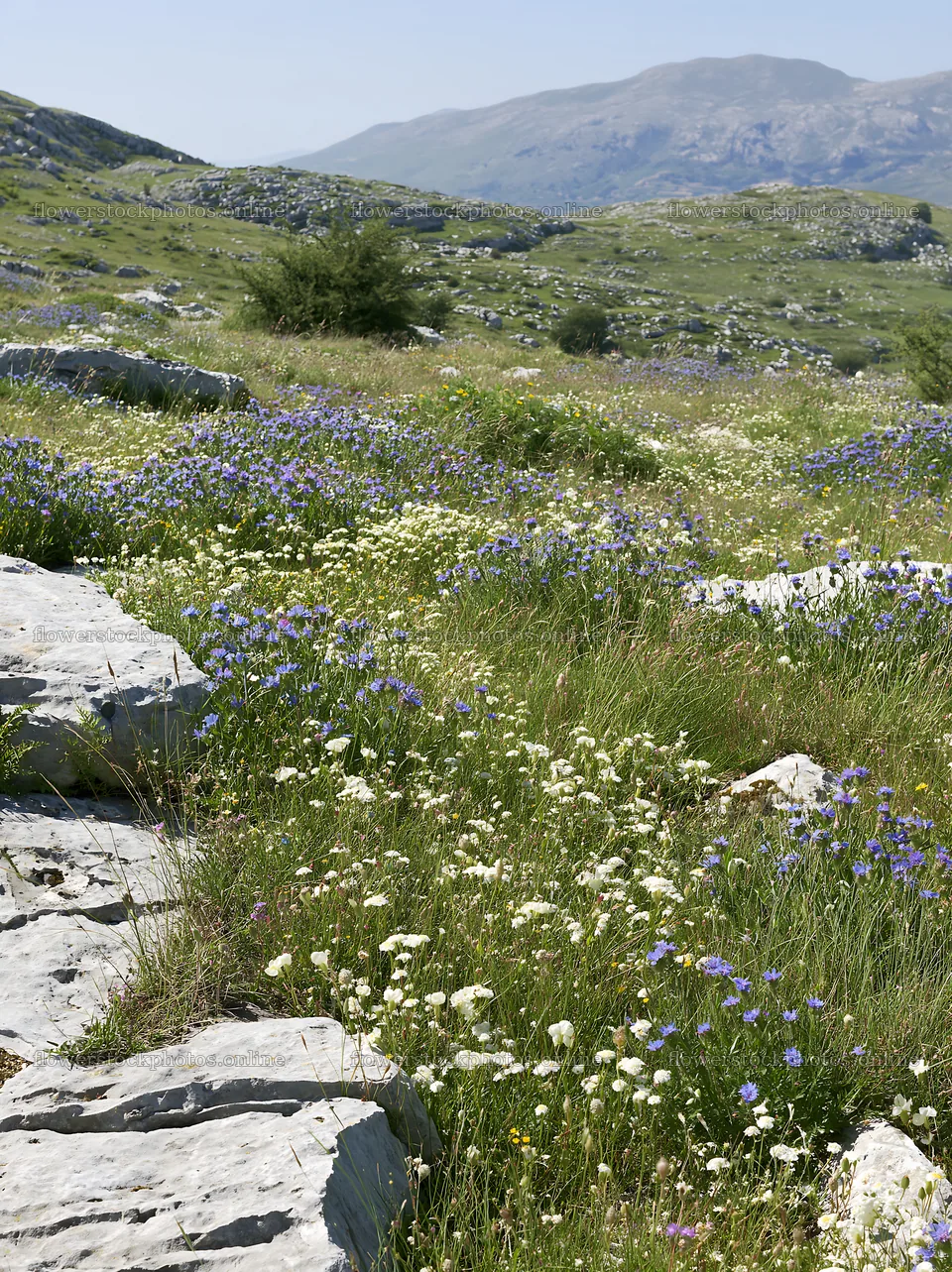 Sunny limestone meadow with blooming wildflowers – flower stock photos 6866x9174