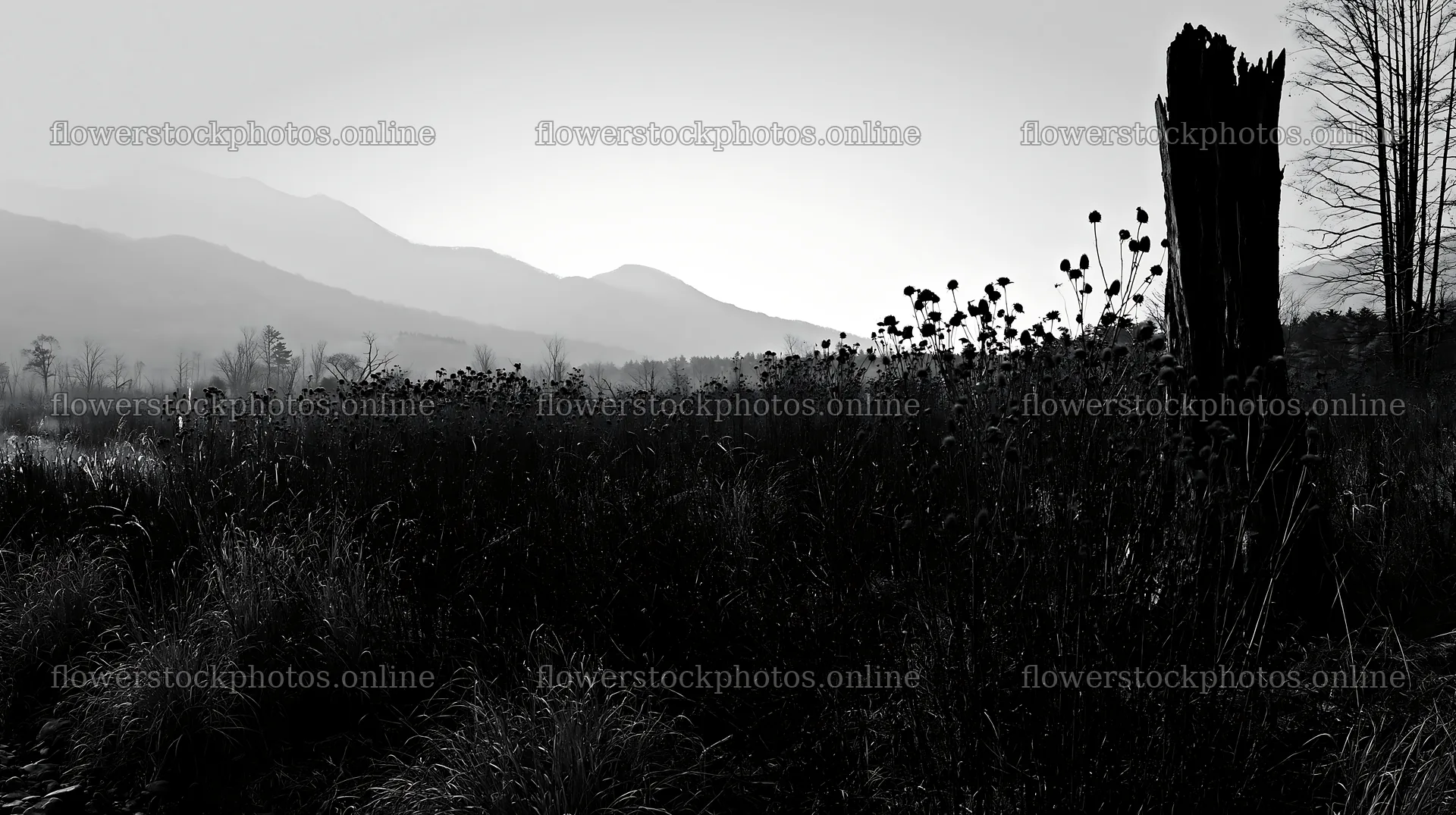 Fukushima native meadow with weathered stump – flower stock photos 10608x5938