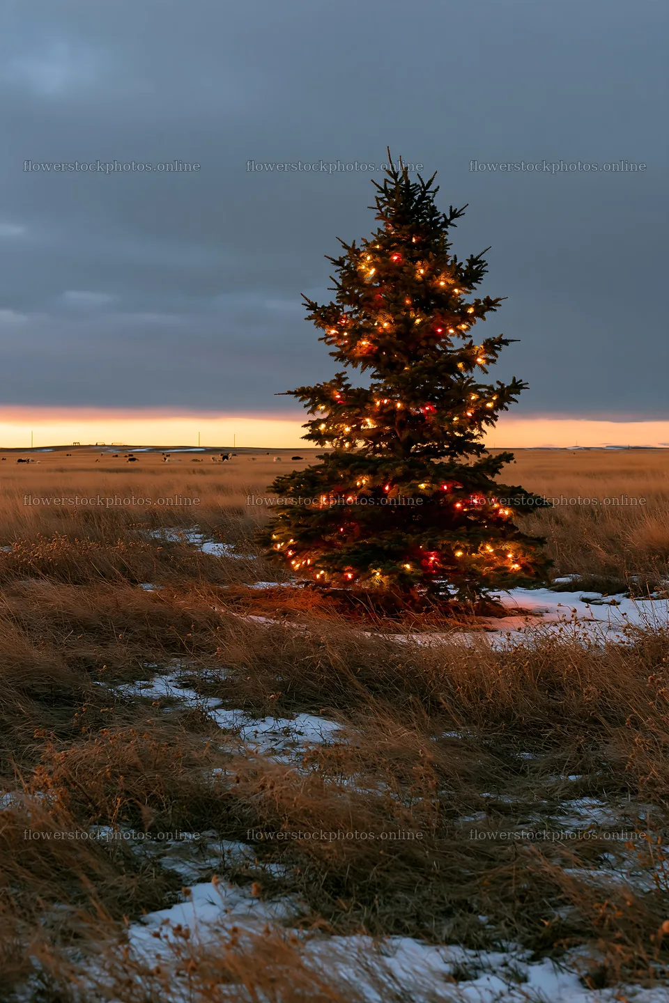 Decorated Christmas tree in snowy meadow at dusk – flower stock photos 6480x9722