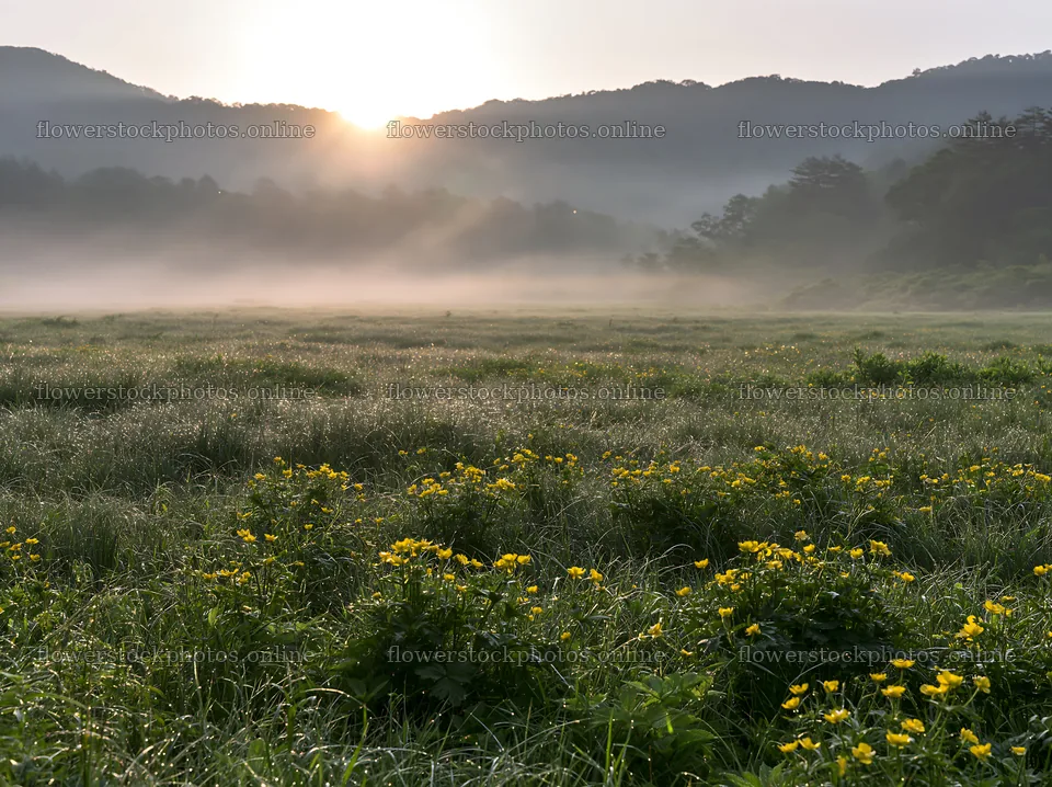 Akita meadow with silver grasses and morning mist – flower stock photos 9174x6866