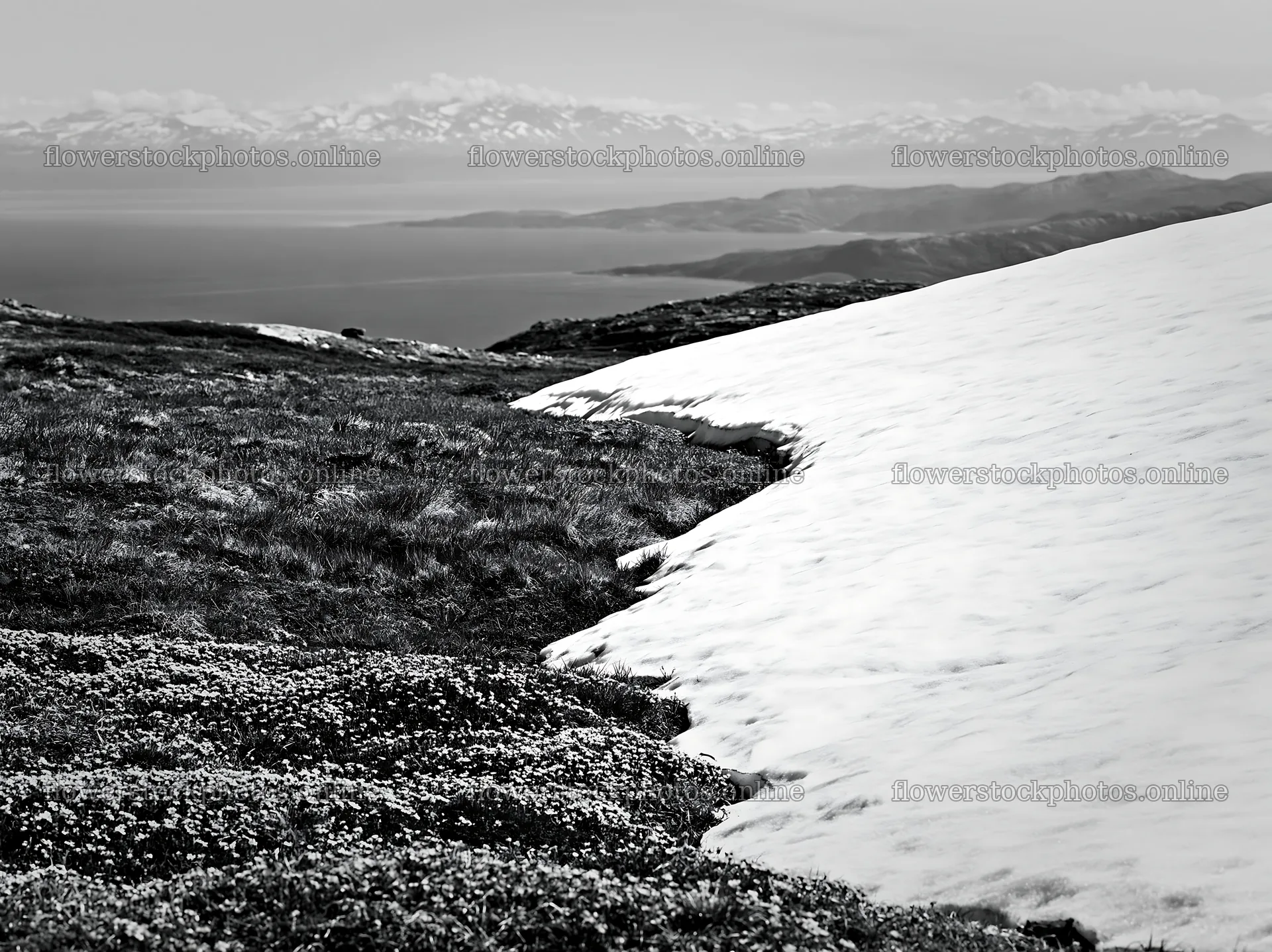 Spring meadow with snow and mountains in the background – flower stock photos 9174x6866