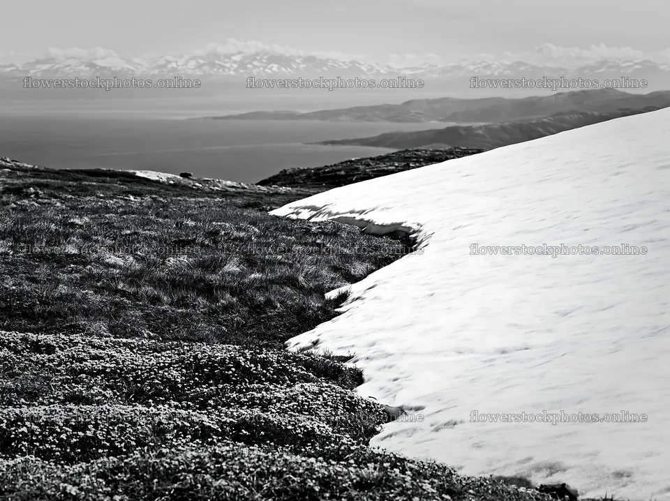 Spring meadow with snow and mountains in the background – flower stock photos 9174x6866