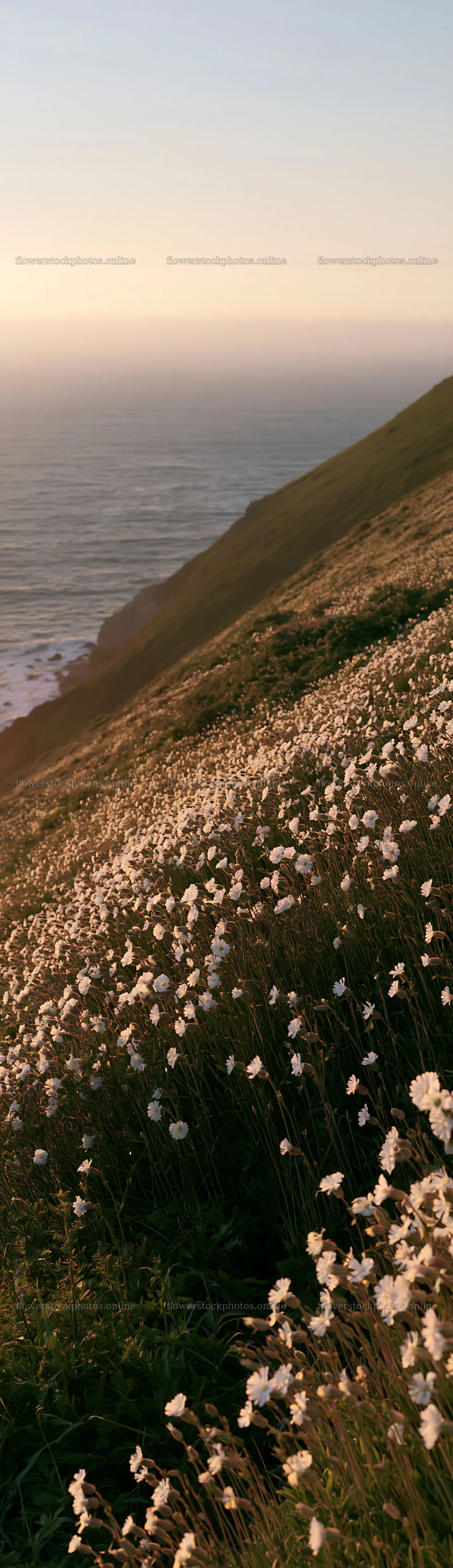 Coastal cliff meadow with flowers and ocean view – flower stock photos 4268x14762