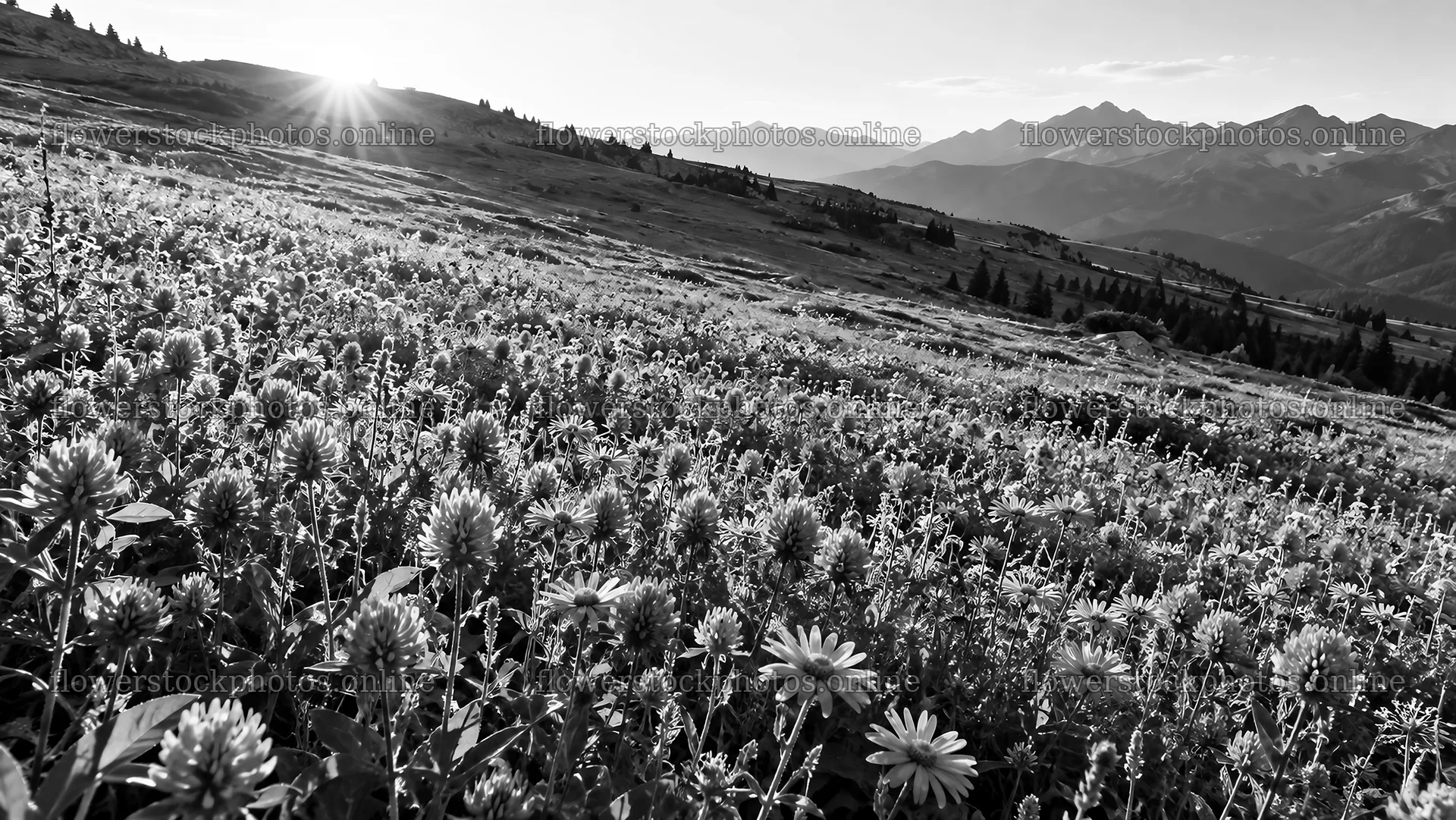 Monochrome Mountain Meadow in Backlight – flower stock photos 10324x5812