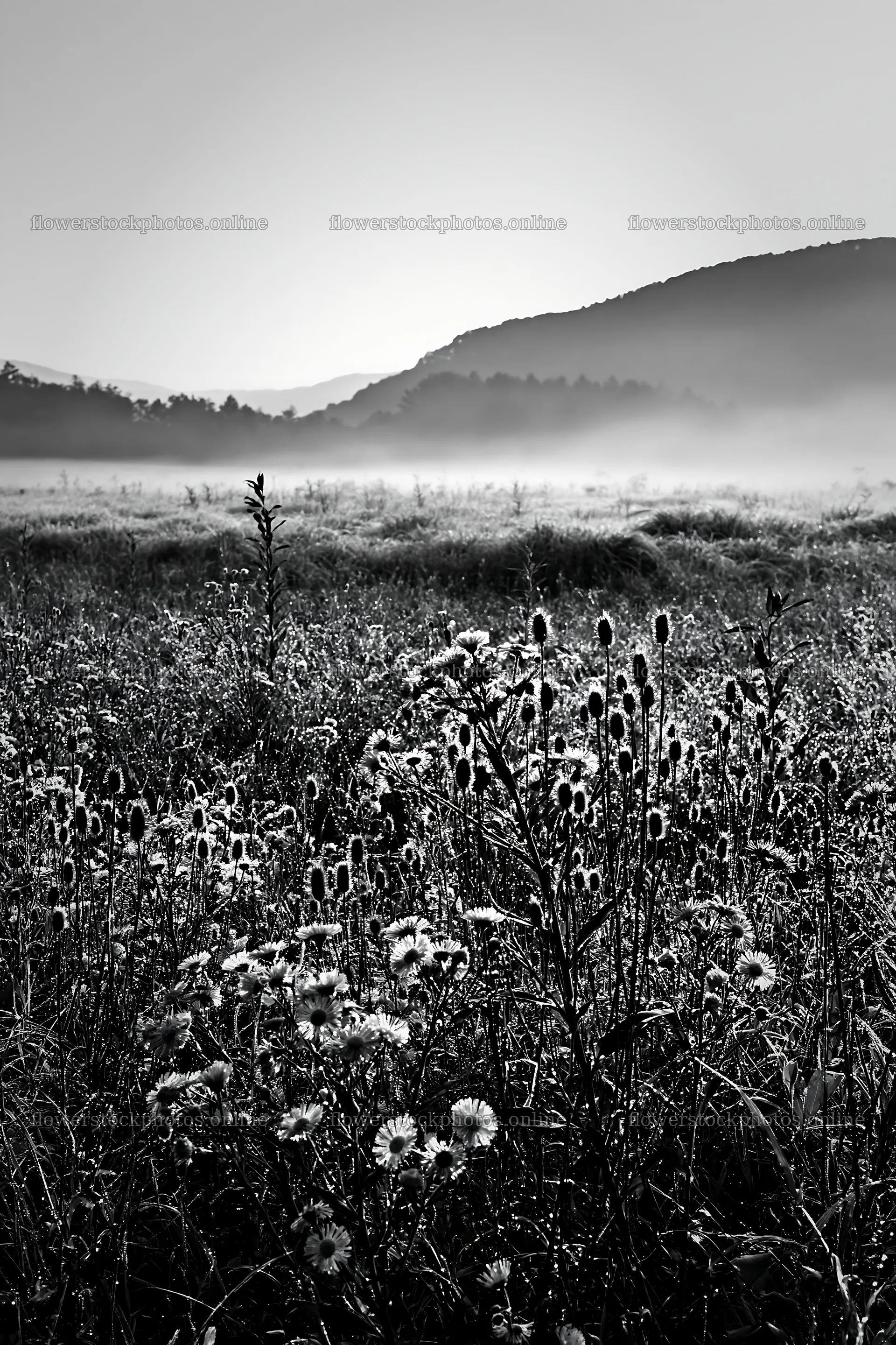 Biodiverse Nagano silver grass meadow dew in morning light – flower stock photos 6480x9722