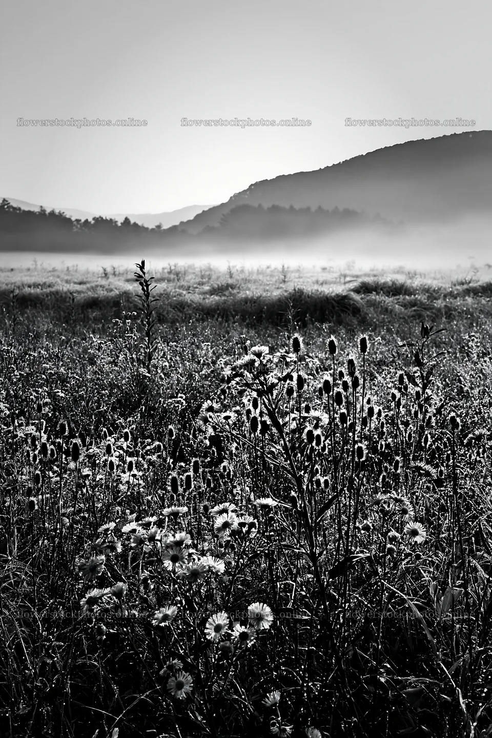 Biodiverse Nagano silver grass meadow dew in morning light – flower stock photos 6480x9722