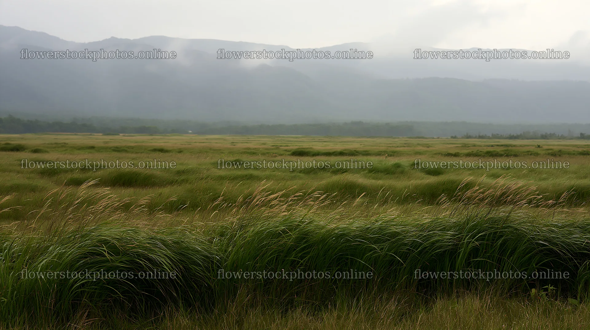 Iwate meadow with seedheads after rain near mountains – flower stock photos 10608x5938